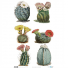 Papel Arroz Life in Cactus PFY4335